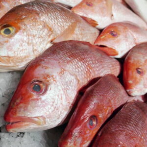Red Snapper Fish